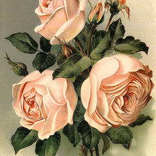 Оригинал схемы вышивки «Розы» (№1999488)
