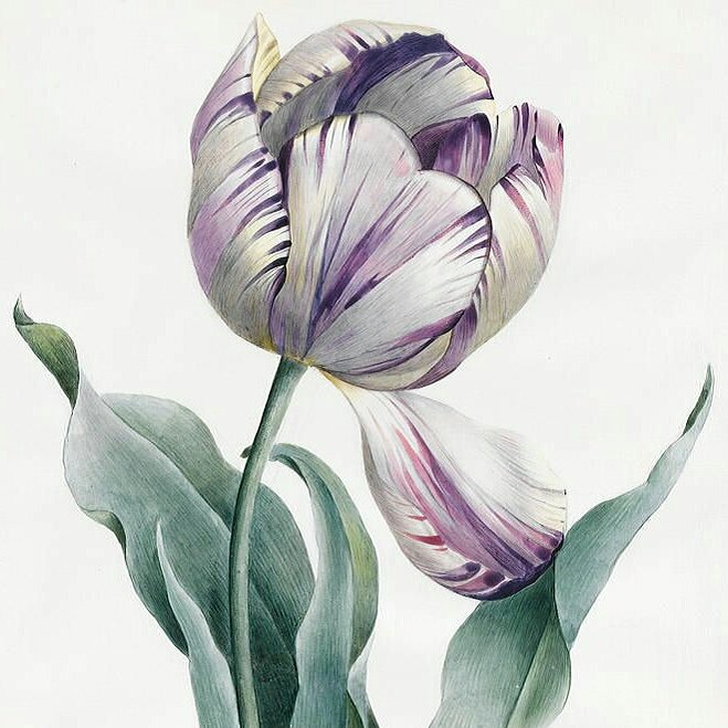 Сиреневый тюльпан, диптих - оригинал