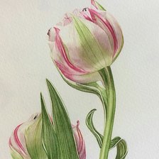 Схема вышивки «Розовый тюльпан, диптих»