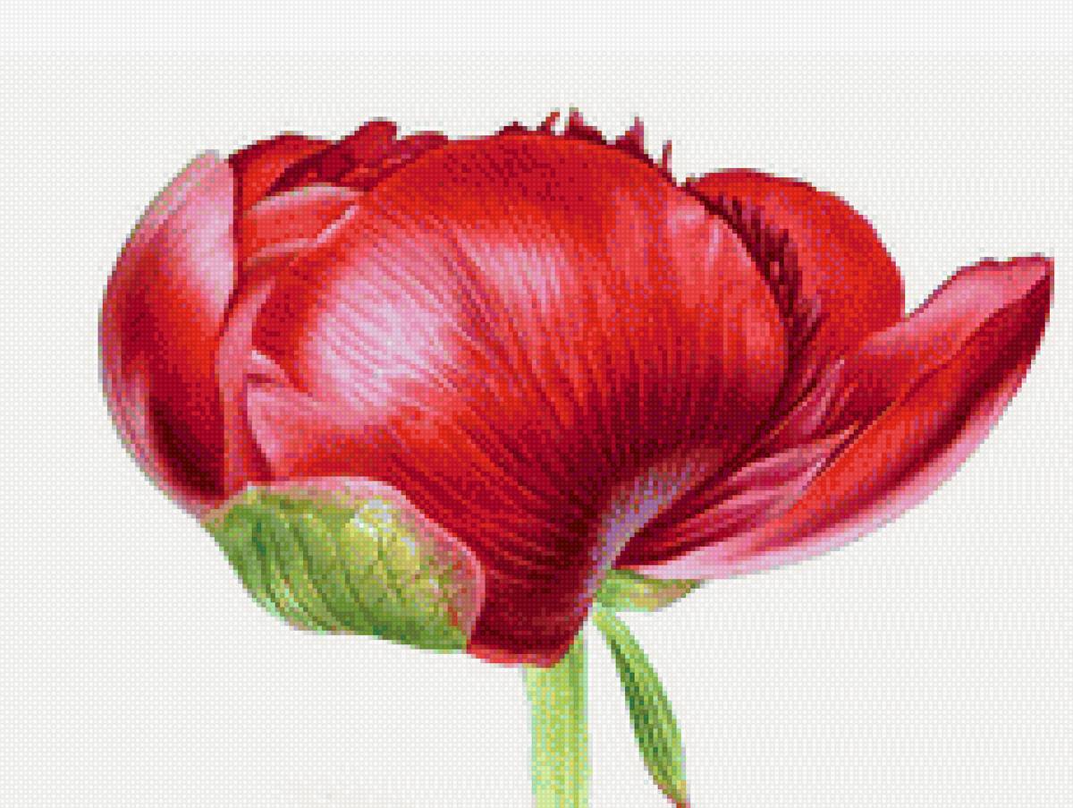 Красный пион - бутон, флора, растение, цветок, пион - предпросмотр