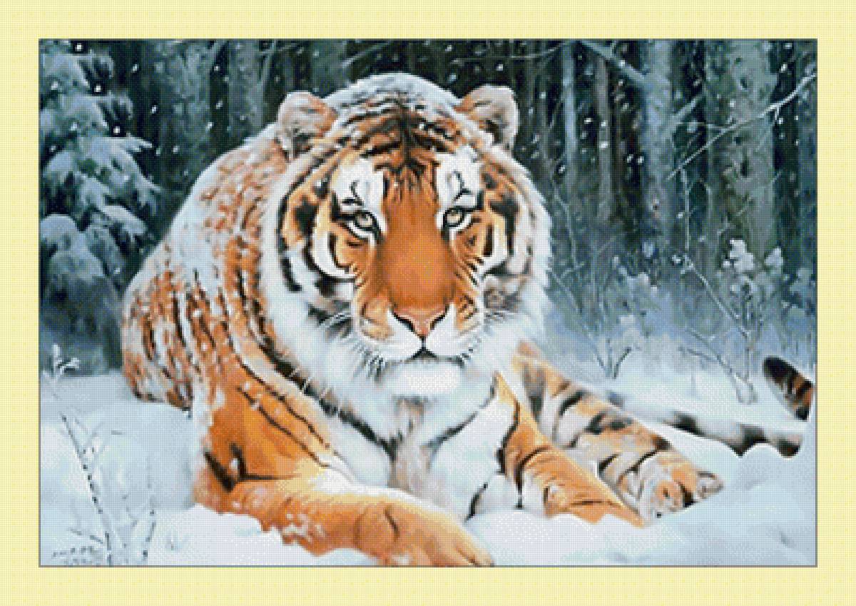 Тигр. - лес, зима, хищник, тигр, снег, животные - предпросмотр