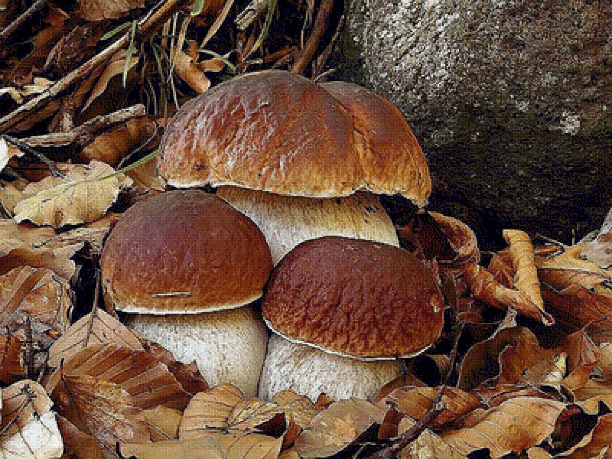 Боровички - грибы, боровик - предпросмотр