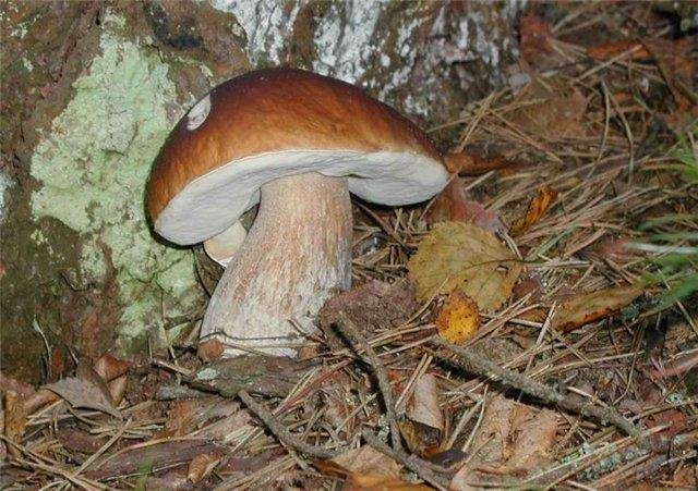 Боровичок - грибы, боровик - оригинал