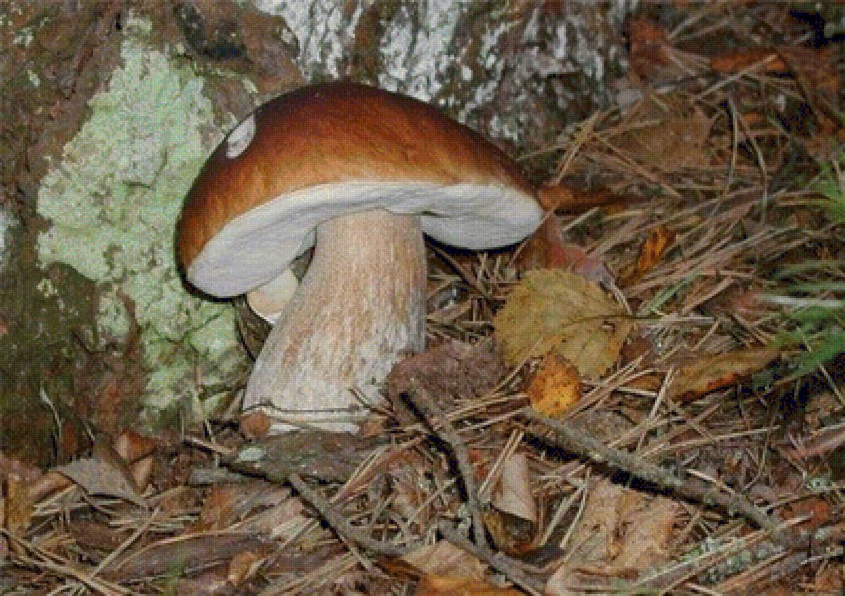 Боровичок - грибы, боровик - предпросмотр