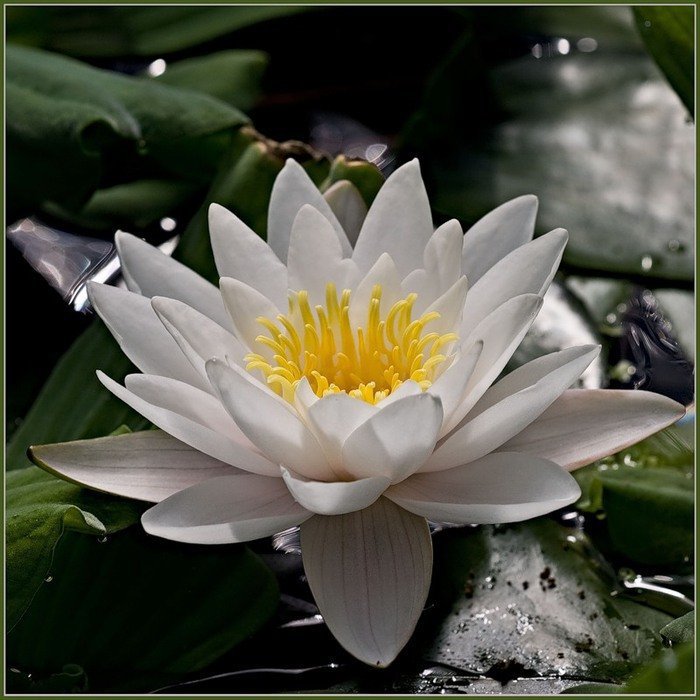 Водяная лилия (кувшинка) - лилия, кувшинка, цветы - оригинал