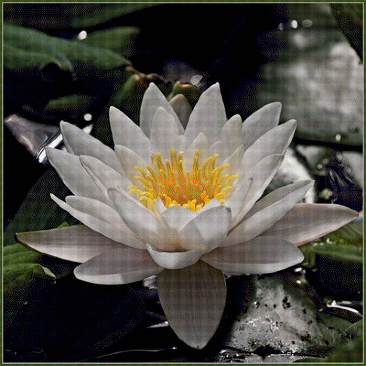 Водяная лилия (кувшинка) - кувшинка, цветы, лилия - предпросмотр