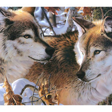 Оригинал схемы вышивки «Волки в зимнем лесу.» (№2007313)