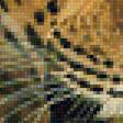 Предпросмотр схемы вышивки «Леопард.» (№2007325)