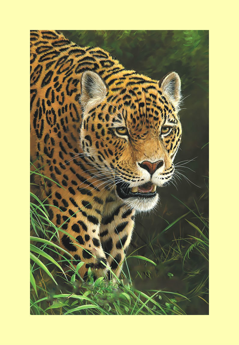 Леопард. - леопард, хищник, взгляд, животные - оригинал