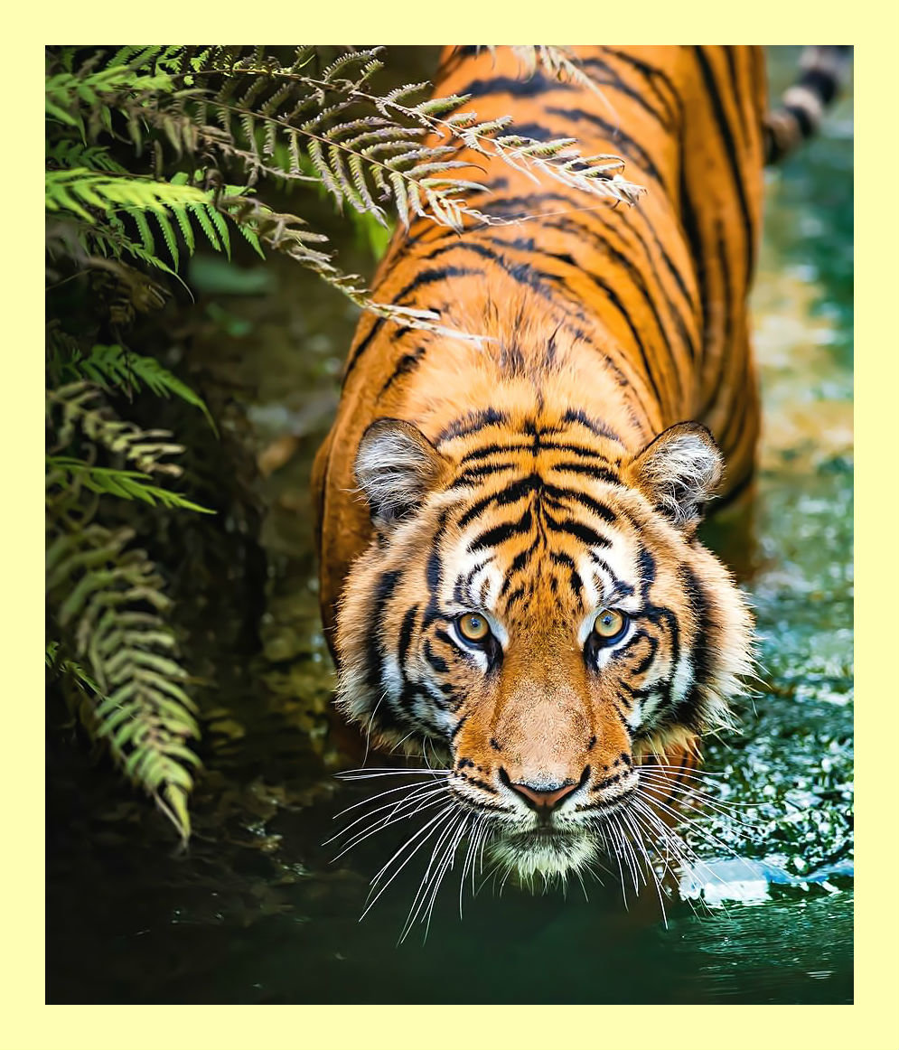 Тигр. - тигр, взгляд, хищник, животные - оригинал