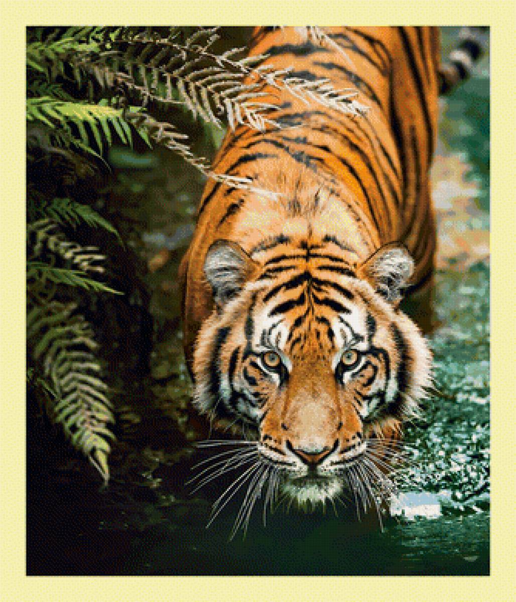 Тигр. - тигр, животные, взгляд, хищник - предпросмотр