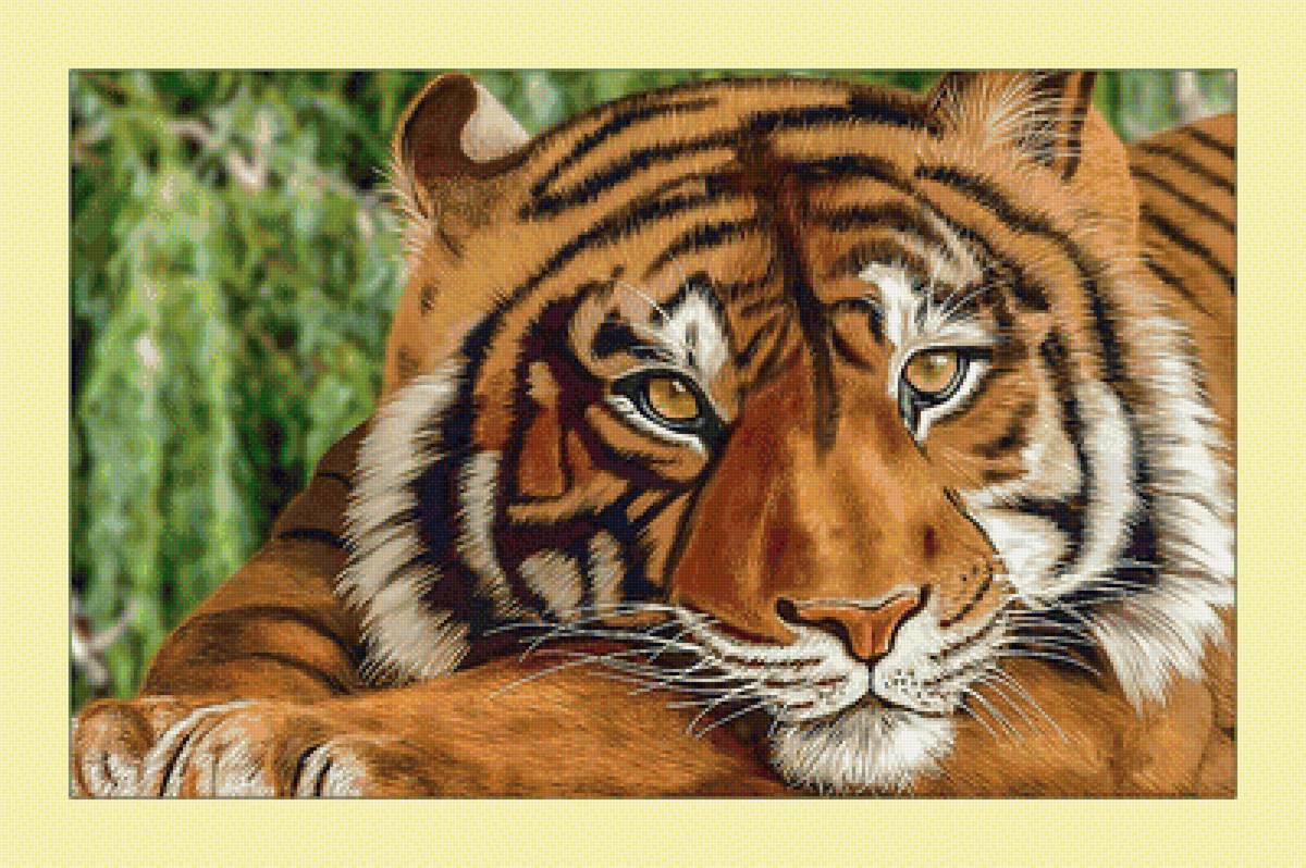Тигр. - животные, хищник, взгляд, тигр - предпросмотр