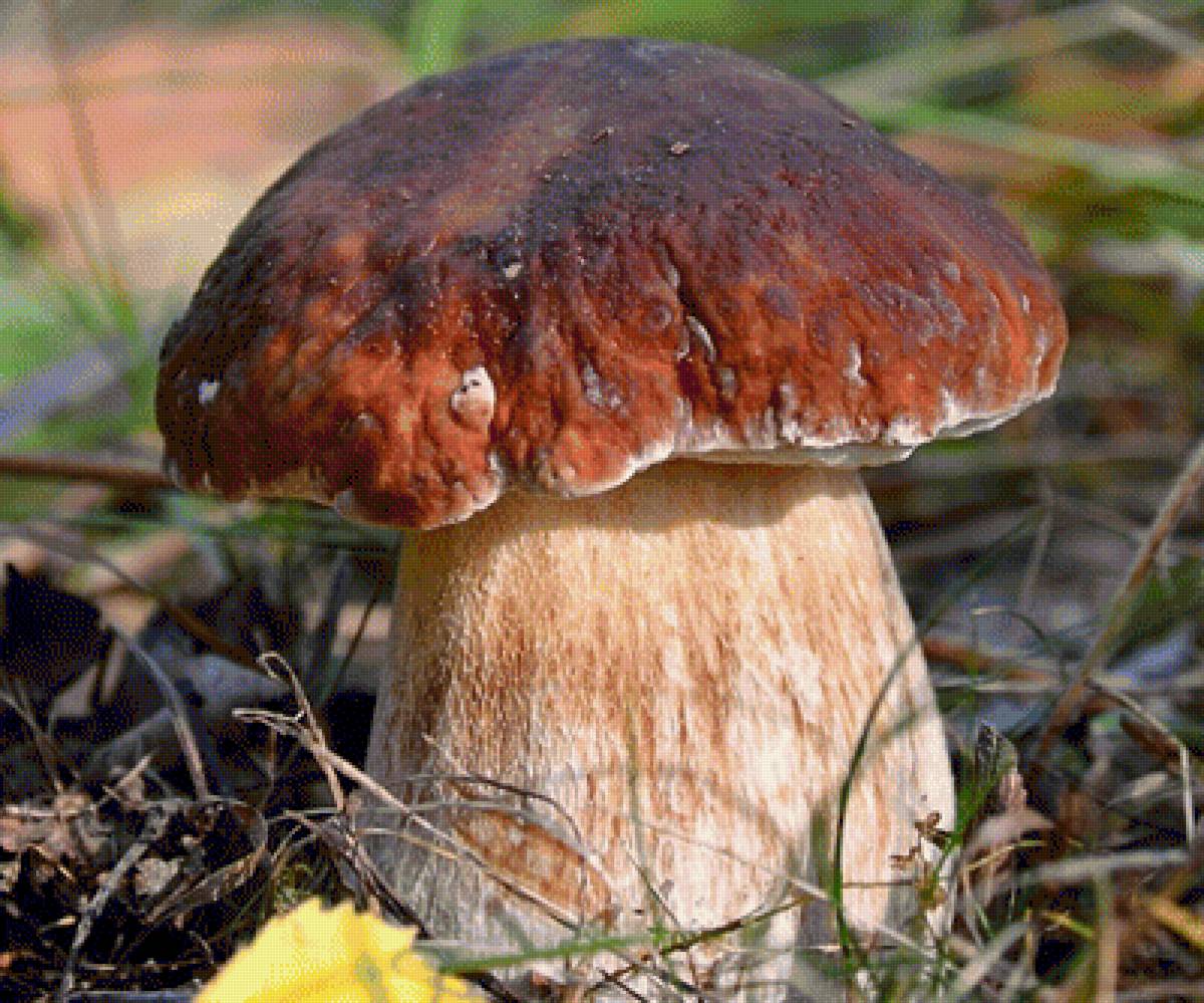 Белый гриб - грибы, боровик - предпросмотр