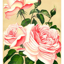Оригинал схемы вышивки «Серия "Розы".» (№2008882)