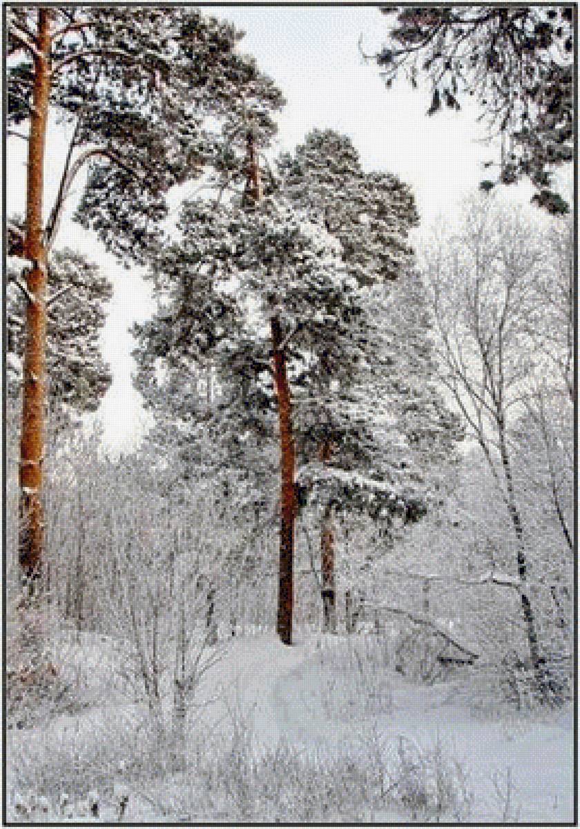 Зимний лес - снег, зима, лес, природа - предпросмотр