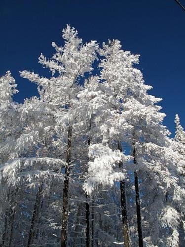 Сказочный лес - зима, природа, лес, снег - оригинал