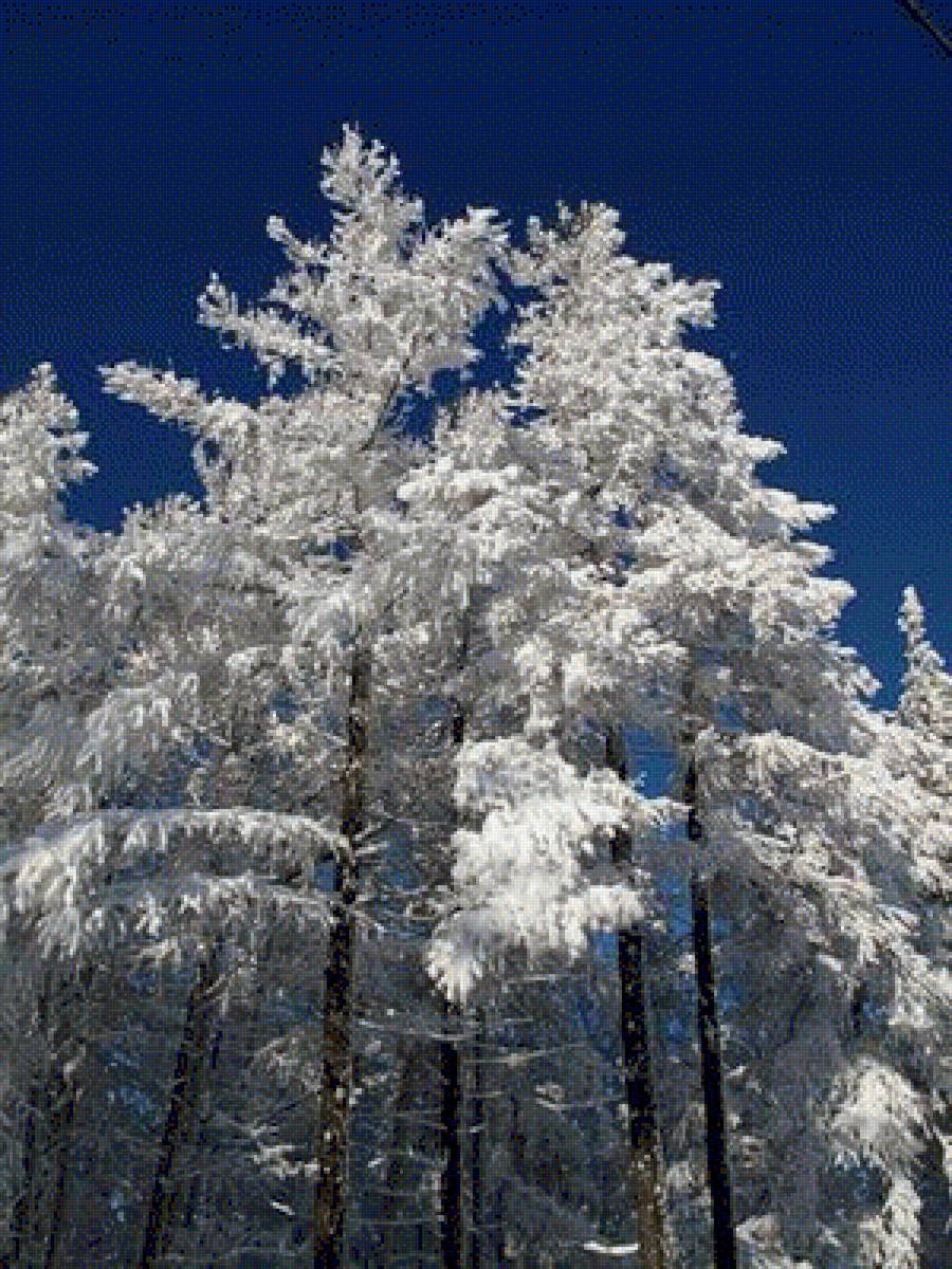 Сказочный лес - снег, природа, лес, зима - предпросмотр