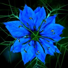 Оригинал схемы вышивки «Синий цветок» (№2010202)