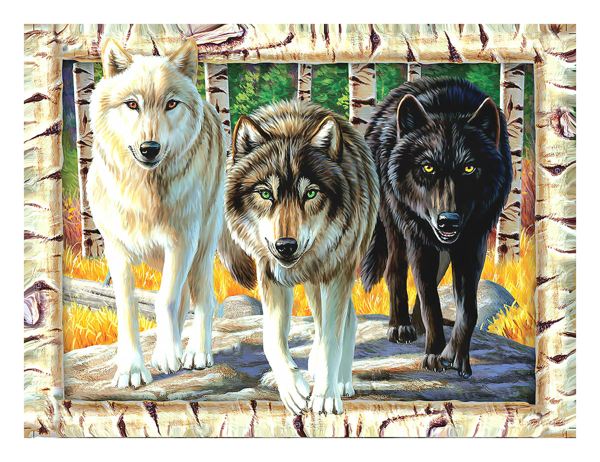 Три волка. - волки, хищники, стая, лес - оригинал