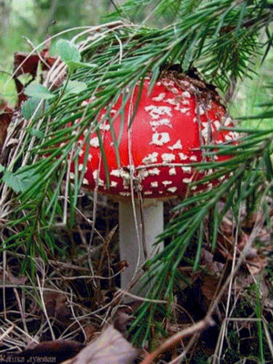 В красной шляпке - мухомор, грибы - предпросмотр