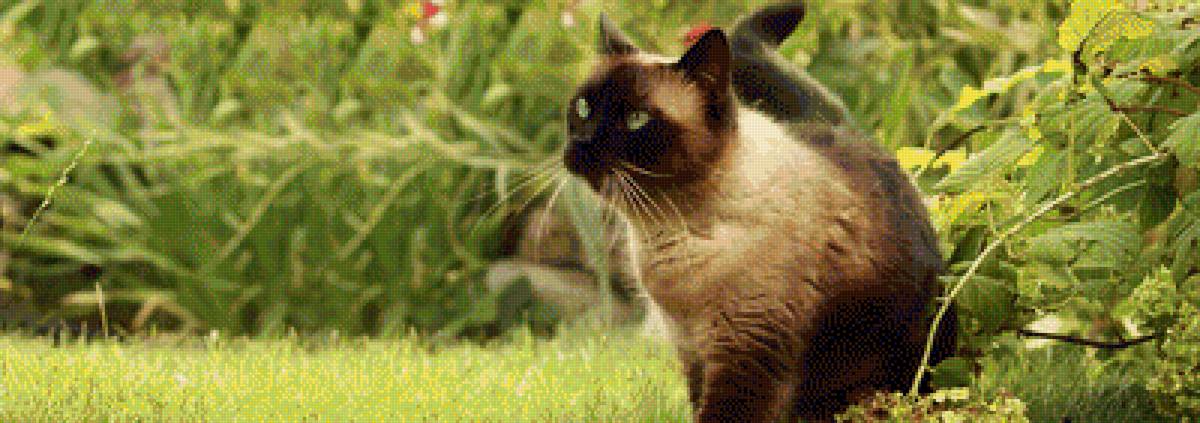 Сиамская кошка - кот, сиамская, кошка, животные - предпросмотр