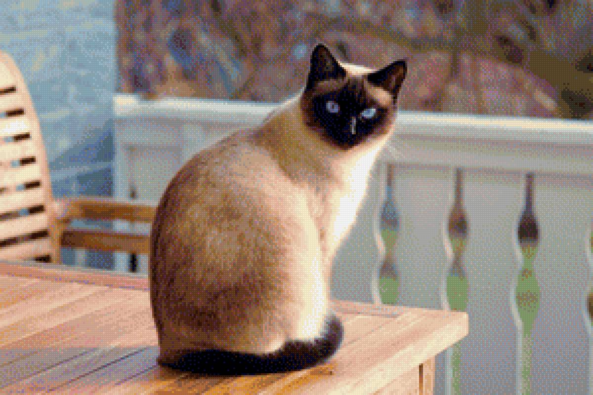 Сиамская кошка 2 - кошка, сиамская, животные, кот - предпросмотр