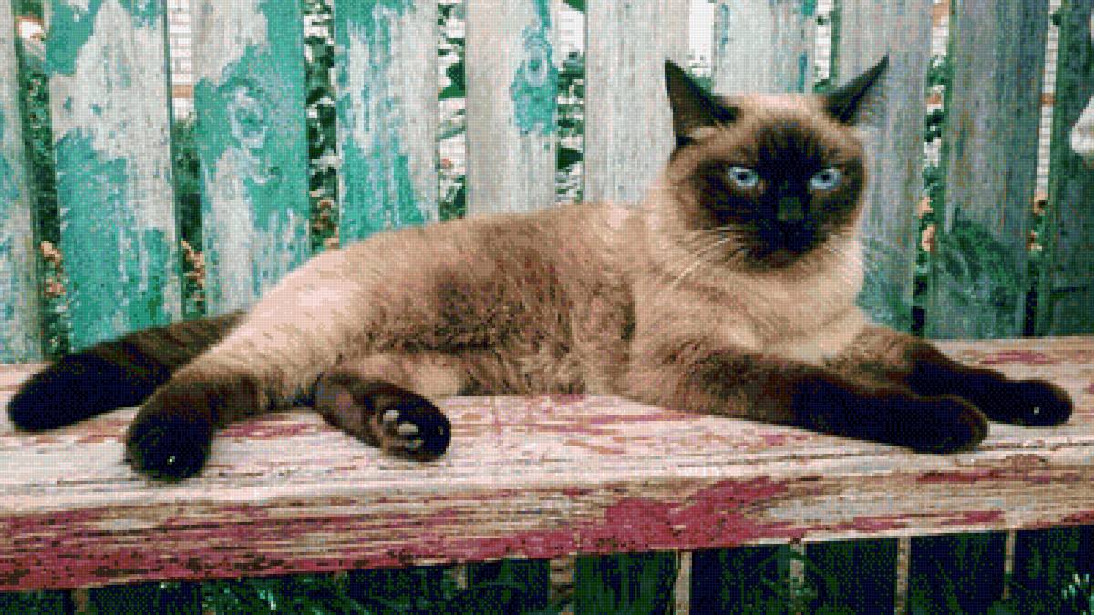 Сиамская кошка Сара - сиамская, животные, кошка, кот - предпросмотр