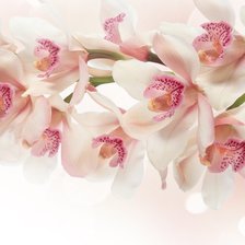 Схема вышивки «ORCHIDS»