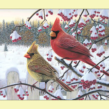 Зимние кардиналы.