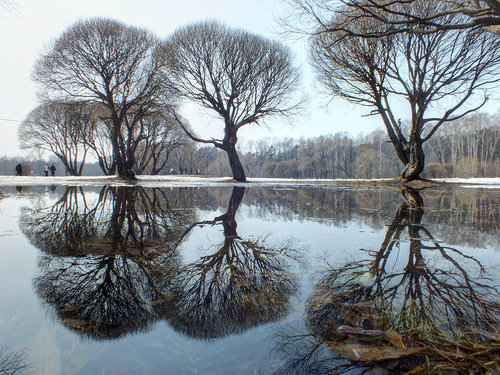 половодье - деревья, отражение, дерево, зима, вода, река, весна - оригинал