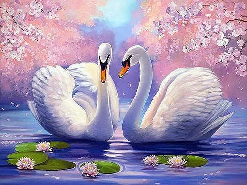 Лебеди - романтика, вода, лебеди, животные - оригинал