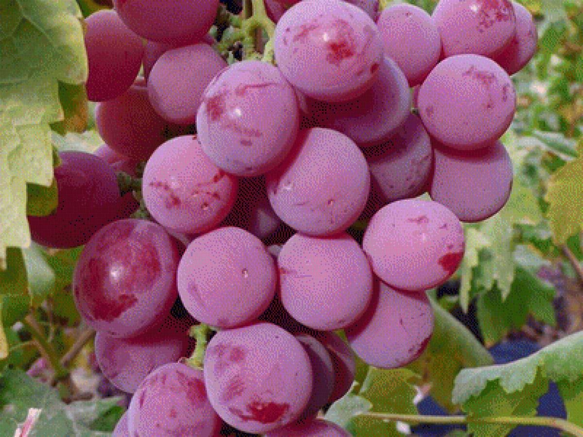 Виноград - виноград, ягоды - предпросмотр