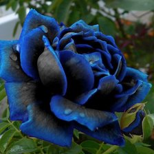 Схема вышивки «Роза голубая»