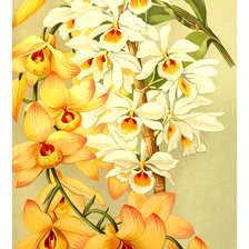Оригинал схемы вышивки «Серия "Орхидеи"» (№2019804)