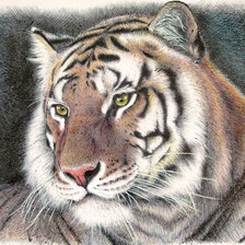 Оригинал схемы вышивки «Портрет тигра» (№2020402)