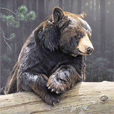 Седой медведь