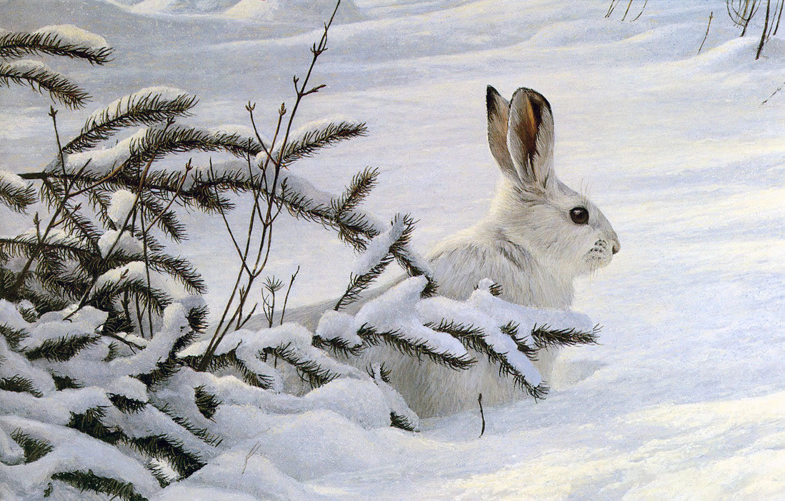 Зайчик белый - животные, заяц, зима, снег - оригинал