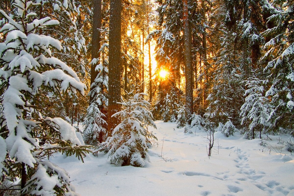 Закат - снег, лес, закат, зима - оригинал