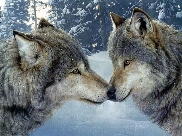 Волки зимой - зима, пара, волки - оригинал