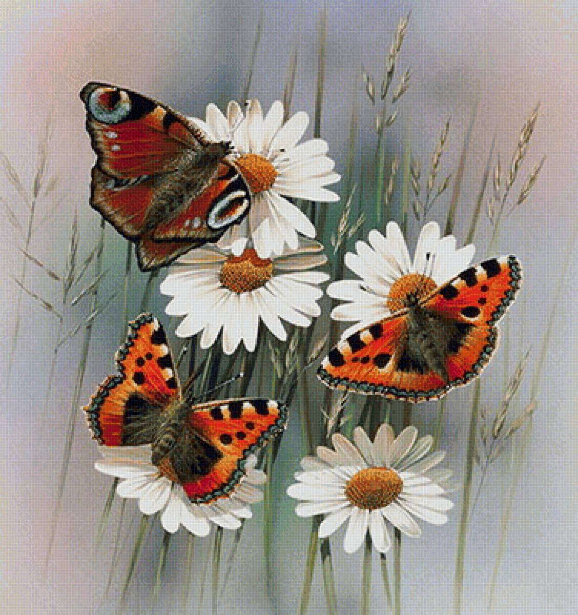Бабочки - бабочки, цветы, лето - предпросмотр