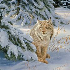 Watchful Eye-Lynx.