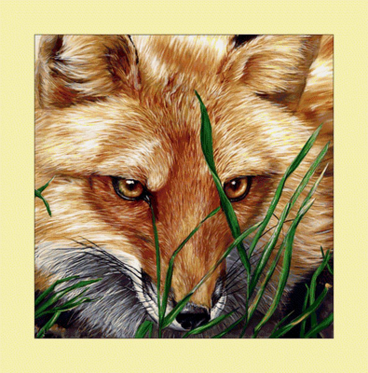 Лисица. - животные, хищник, лиса, взгляд, живопись - предпросмотр