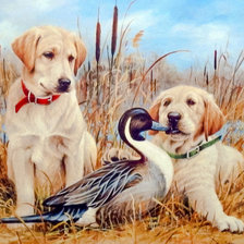 Puppies and Duck.