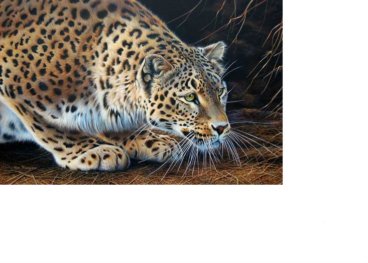 Леопард - звери, животные - оригинал