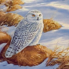 Схема вышивки «Stony Lookout - Snowy Owl.»