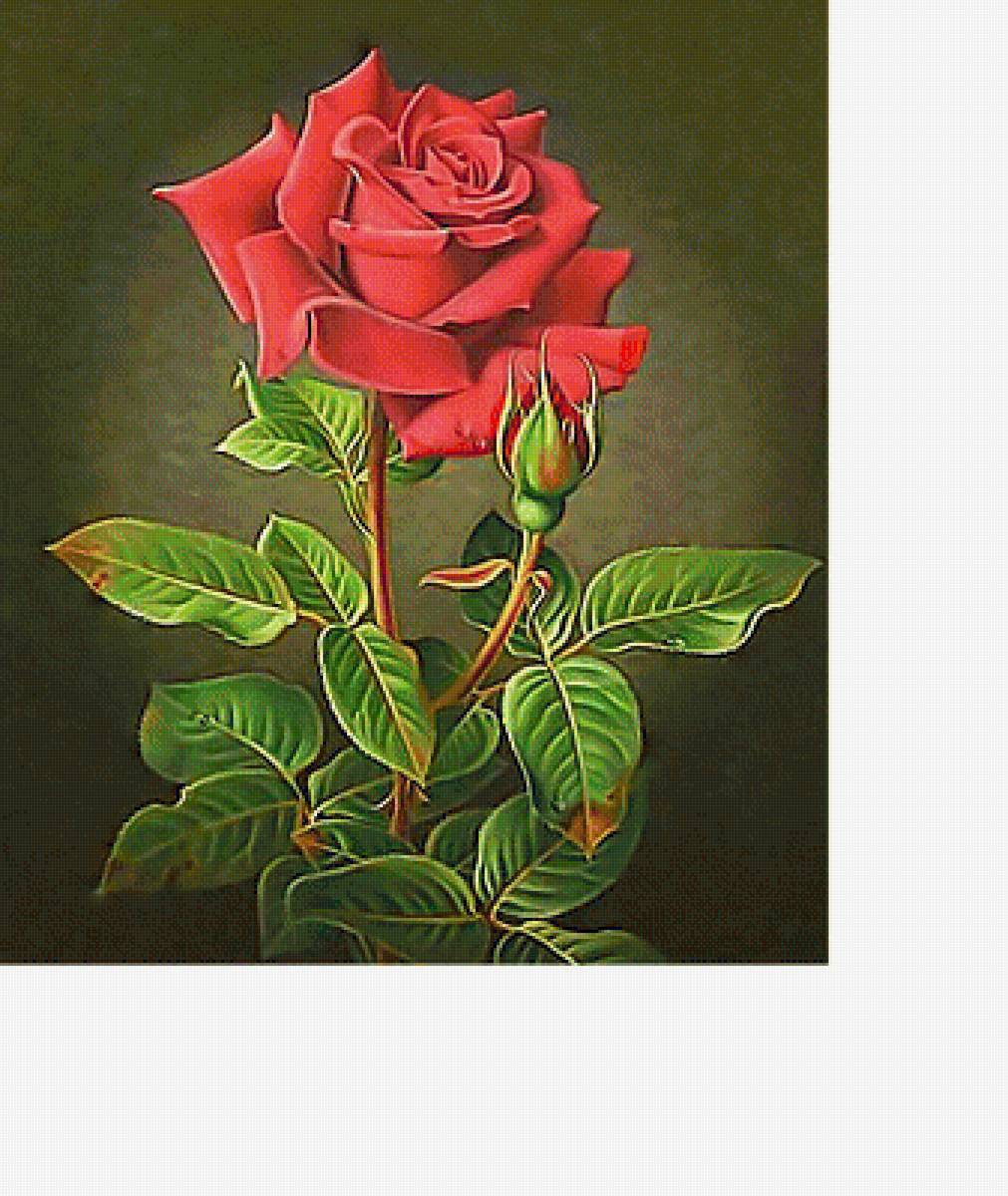 Роза - цветок, красная роза, цветы - предпросмотр