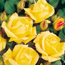 Схема вышивки «жёлтые розы»