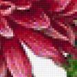 Предпросмотр схемы вышивки «Хризантемы» (№2029417)