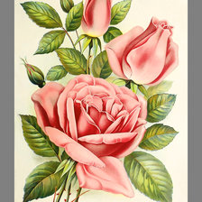Оригинал схемы вышивки «Серия "Розы".» (№2029578)