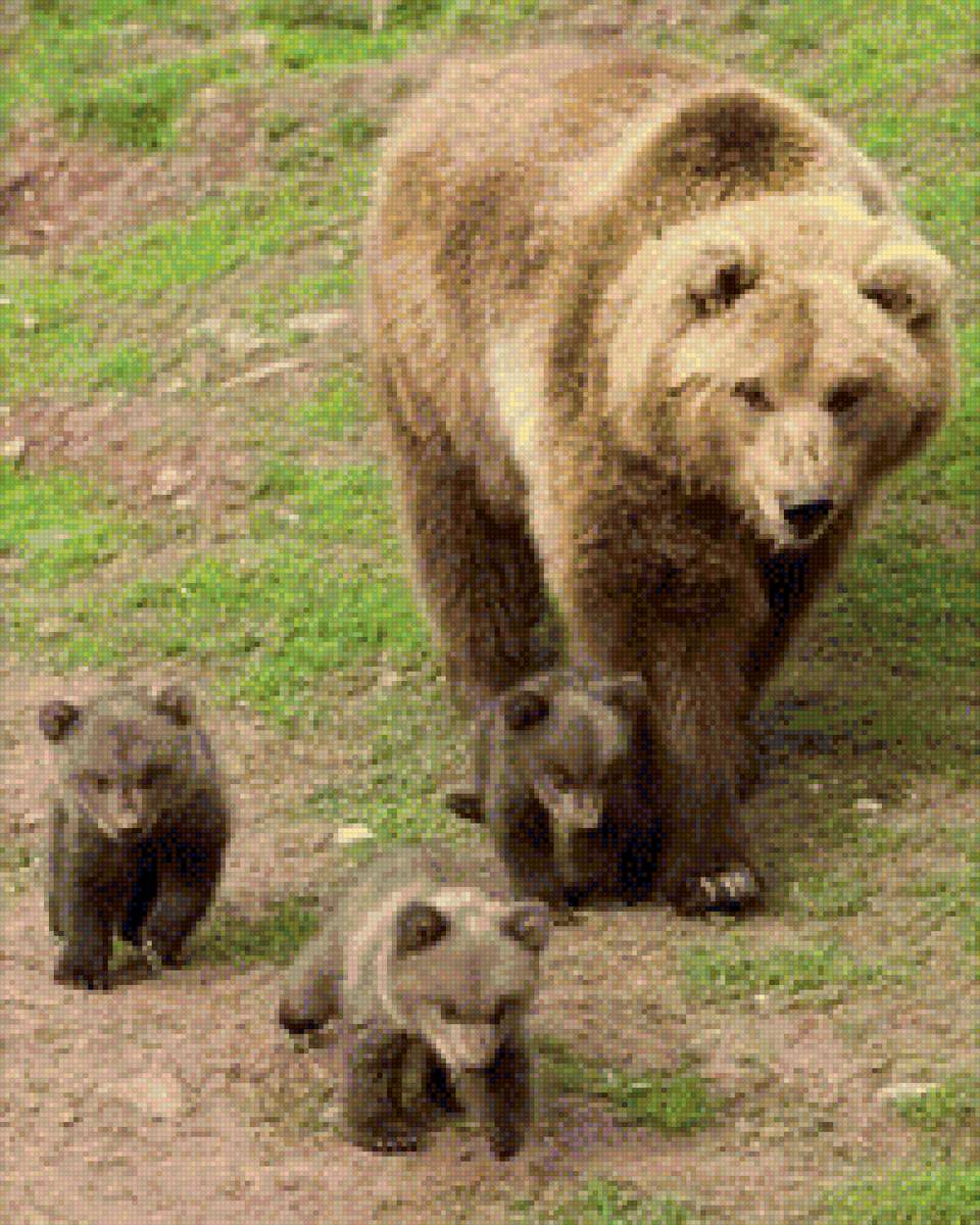 удивительная природа - медведь, природа, животные - предпросмотр